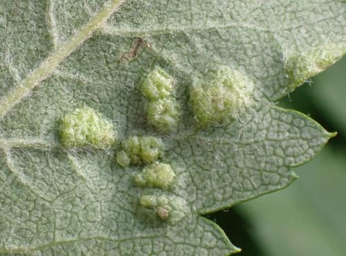 Eriophyes pyri